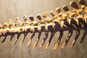 dinosaur spine