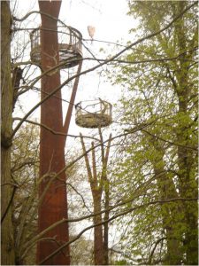 pylon erection - Kew Gardens Treetop Walkway by Marks Barfield Architects