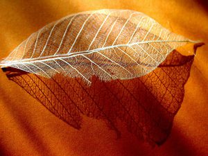 leaf structure