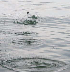 skipping stones