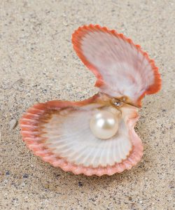 pearl and shell