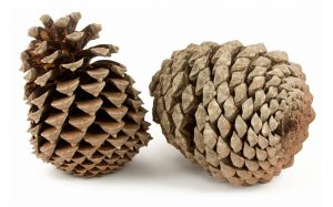 Fibonacci pine cones